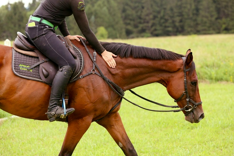 Chaharnal: 5 ways to start retraining a retired Thoroughbred from competition
