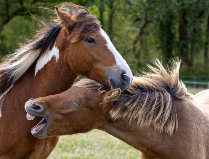 چهار نعل: افزایش بی‌سابقه نجات اسب‌ها؛ درخواست برای واگذاری به خانه جدید