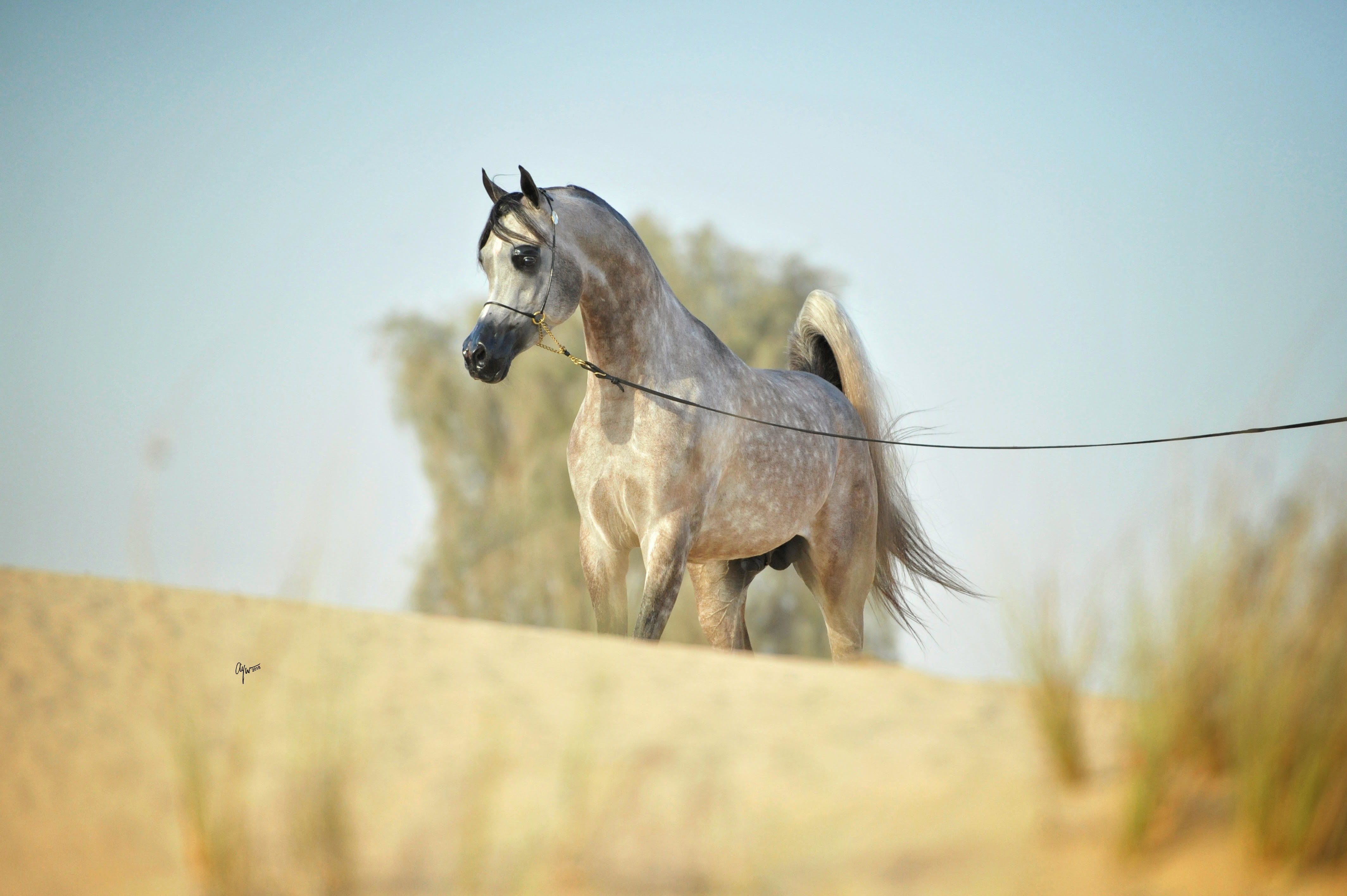 دی سراج — تصویر 5
