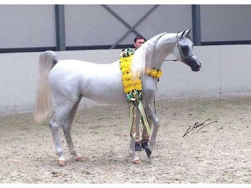 اکسکالیبر ای‌ای — تصویر 5