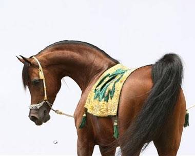 چهار نعل: Marwan Al Shaqab | Marwan Al Shaqab
