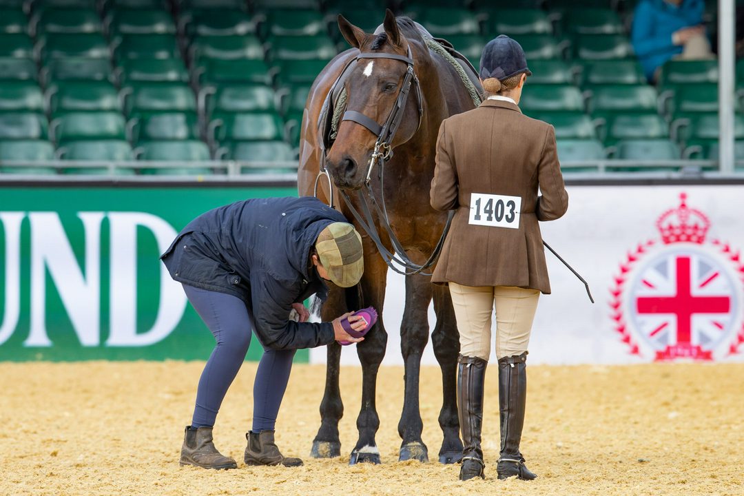 Handler and groom with horse in the ring at Royal Windsor Horse Show