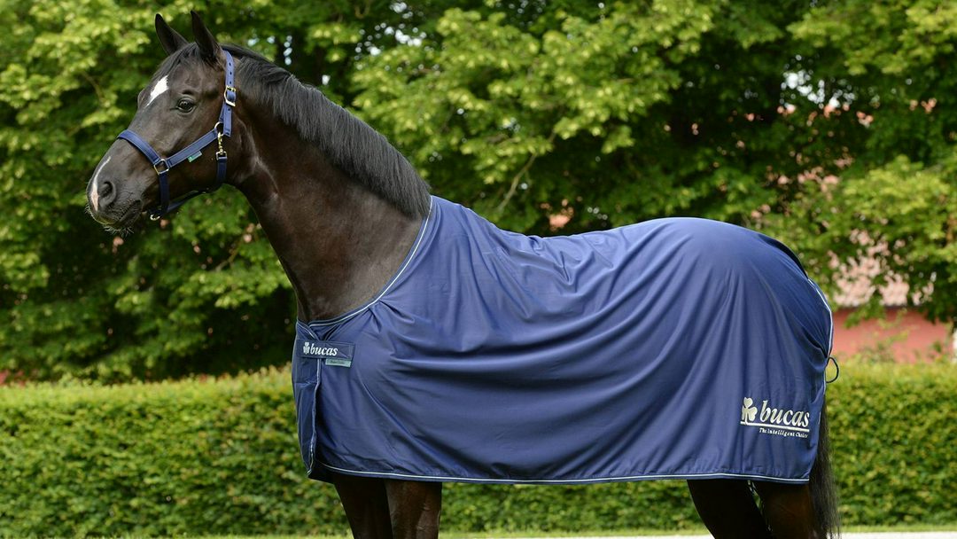 Bucas Power Prize Logo Cooler Rug