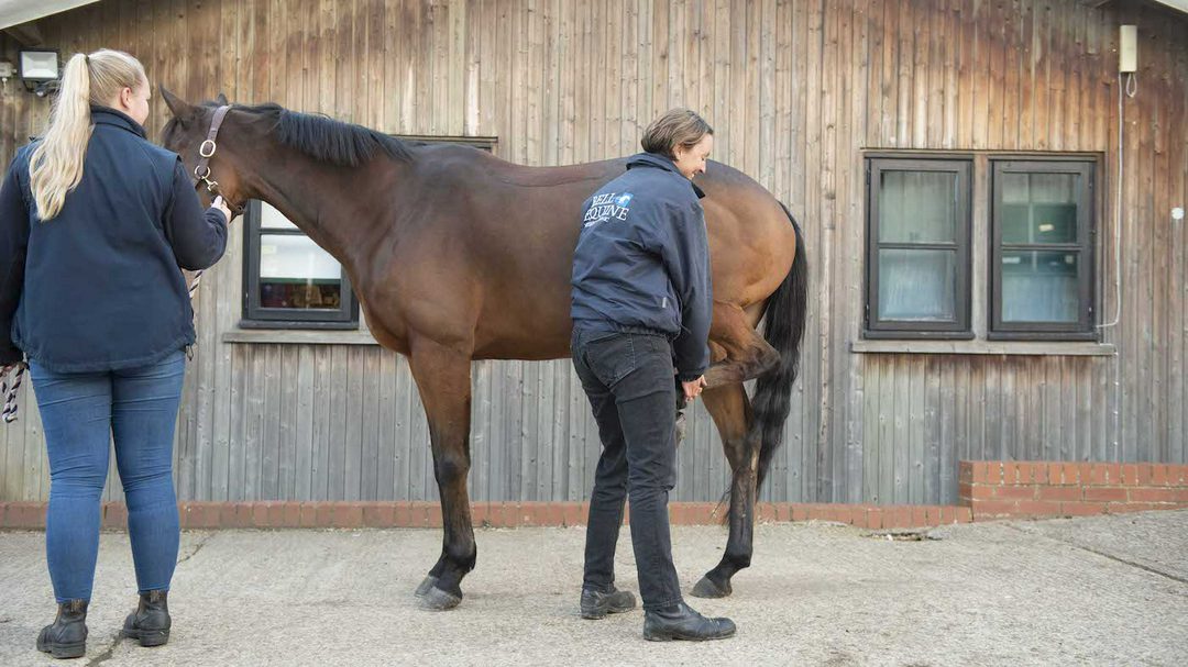 A vet performs a flexion test to the left hindlimb of a bay horse