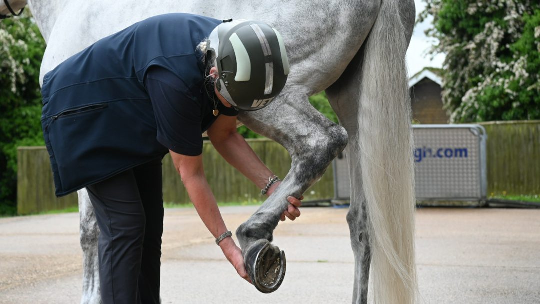 Pictured a vet examining a horse's leg.

A consultation on Veterinary Surgeons Act reforms has been announced by Defra.


