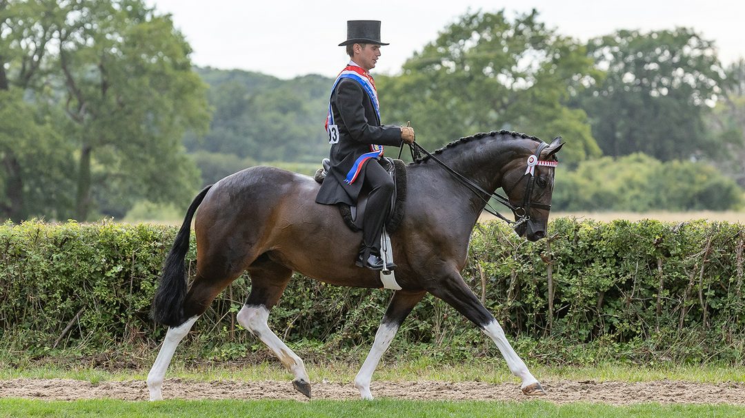 Harrison Taylor wears a top hat, tails and winner's sash on board large coloured plaited pony Lostock Up Till Dark, who is trotting in an excellent frame in one of the outside rings at Hickstead.

