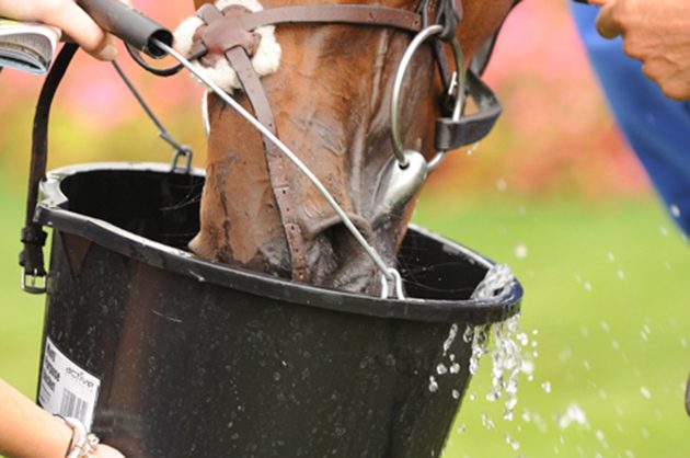 When trying to avoid dehydration in horses it is key that fresh water should always be made available, as shown here.

