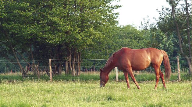 Knowing how to care for your horse during a heatwave is important for all horse owners