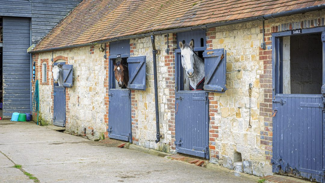 Horses heads looking over doors