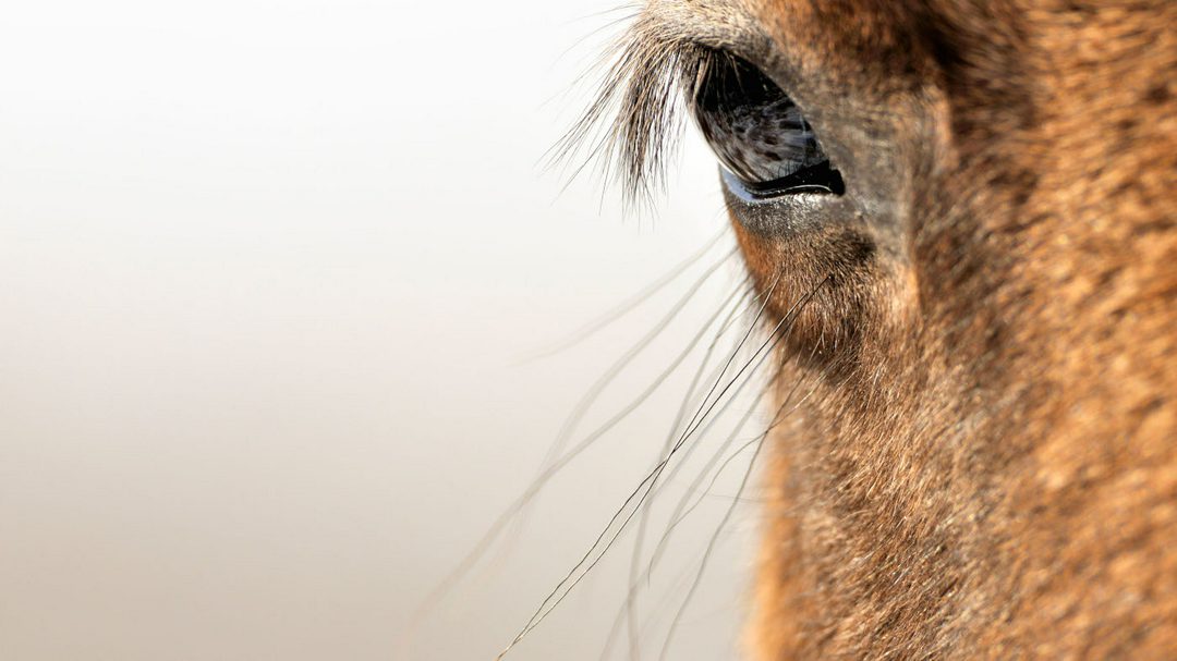 The United Nations has declared 11 July World Horse Day.

Pictured a horse's eye.

