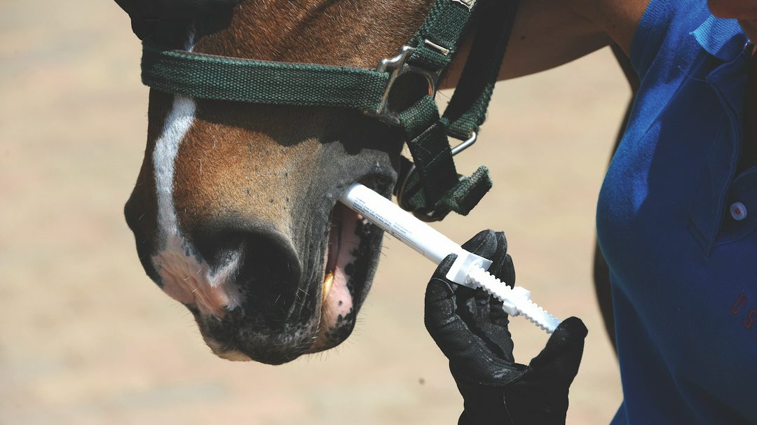 Pictured a horse being treated with an equine wormer.


