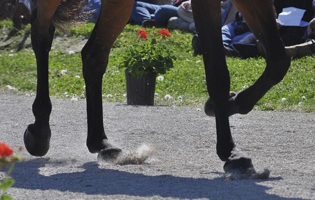 چهار نعل: چگونه یک horse را به‌درستی برای تروت‌آپ نمایش دهیم