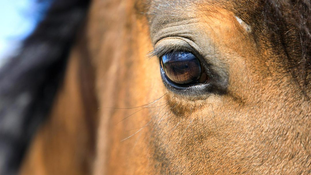 Animal welfare charities have raised concerns a public animal abuse register could result in vigilante behaviour.

