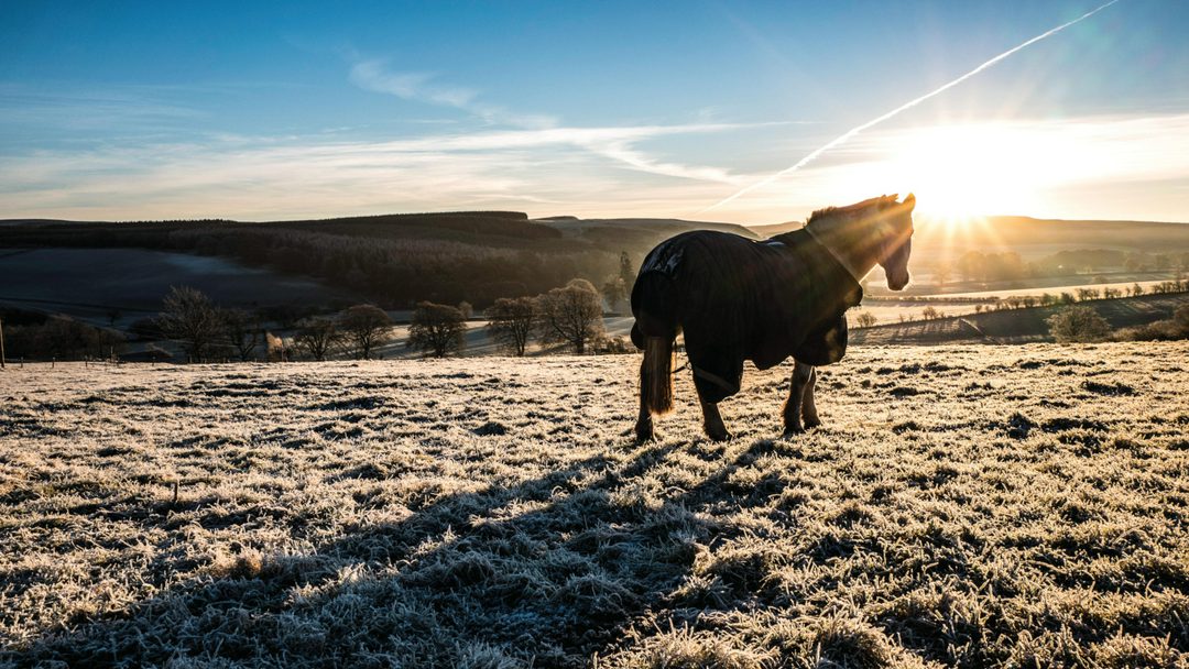 The SSPCA has asked horse owners to back its new manifesto for improved animal welfare laws.

Pictured a horse on frosty grass.

