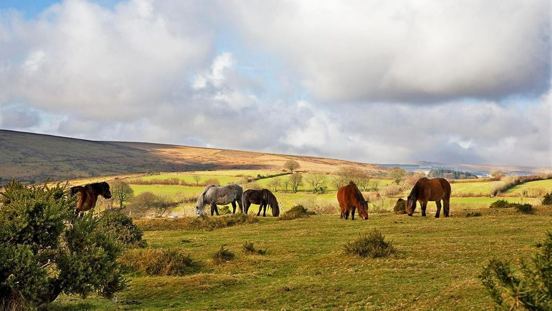 چهار نعل: پیروزی برای Dartmoor ponies؛ حفاظت از آینده این گله‌های نیمه‌وحشی تضمین شد
