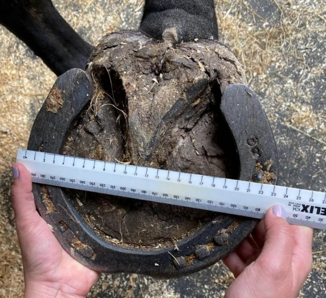 A hoof with tape measure showing its 23cm width