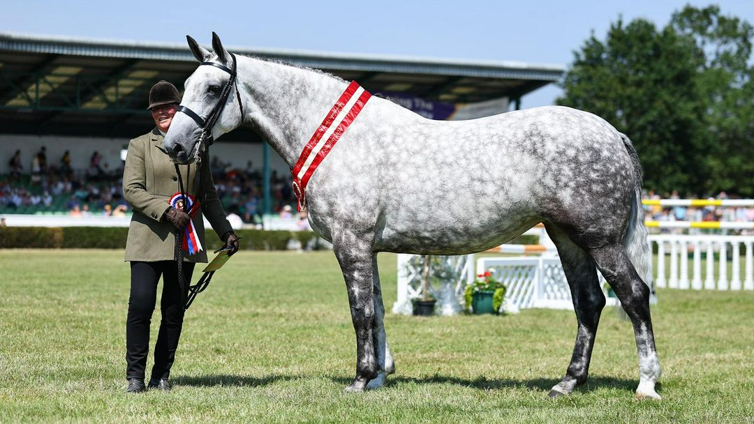 چهار نعل: Appleton Aristocratic Lady با قهرمانی در Great Yorkshire Show به HOYS راه یافت