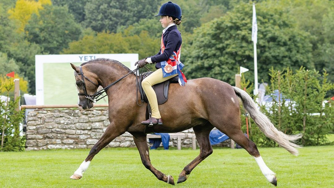 چهار نعل: همه خبرهای نمایش اسب Royal International Horse Show به‌صورت زنده