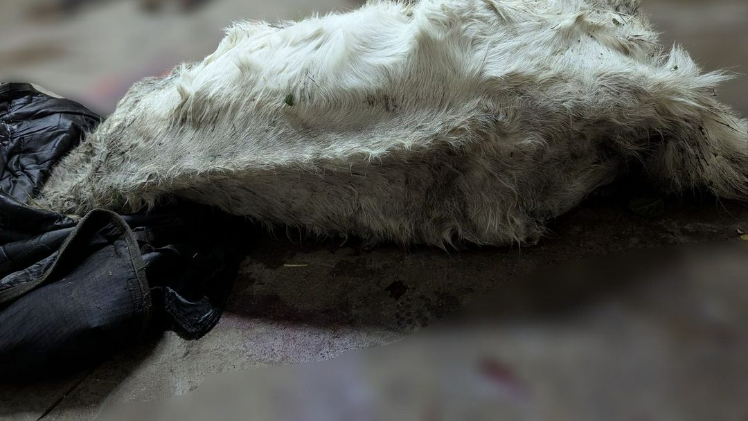چهار نعل: پایان تلخ یک پونی لاغر که در جوی آب پیدا شد؛ گمان می‌رود برای یافتن آب سقوط کرده باشد