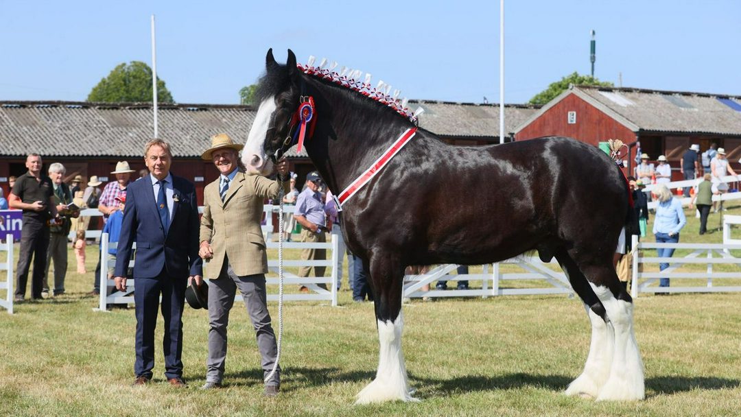 چهار نعل: Shire که از یک پیمانه لذت می‌برد، در Great Yorkshire Show قهرمان شد