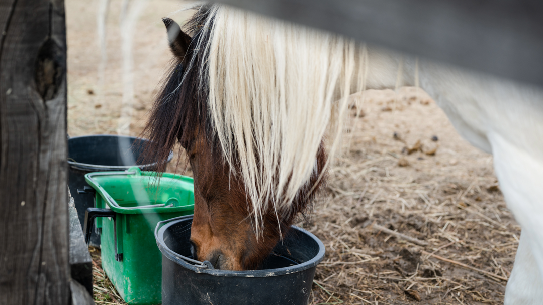 skewbald pony drinking from several water buckets